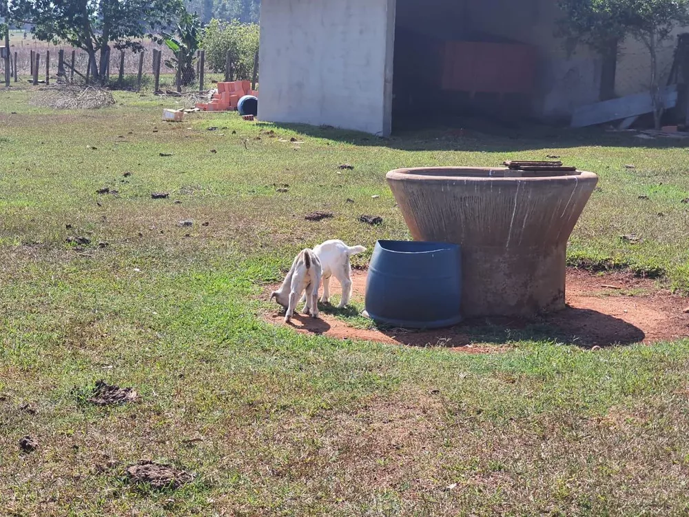 Sítio, 7 hectares - Foto 6