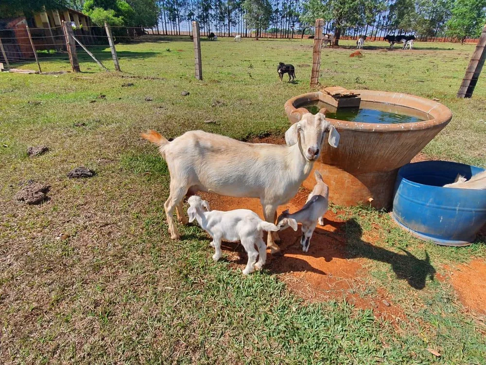 Sítio, 7 hectares - Foto 4