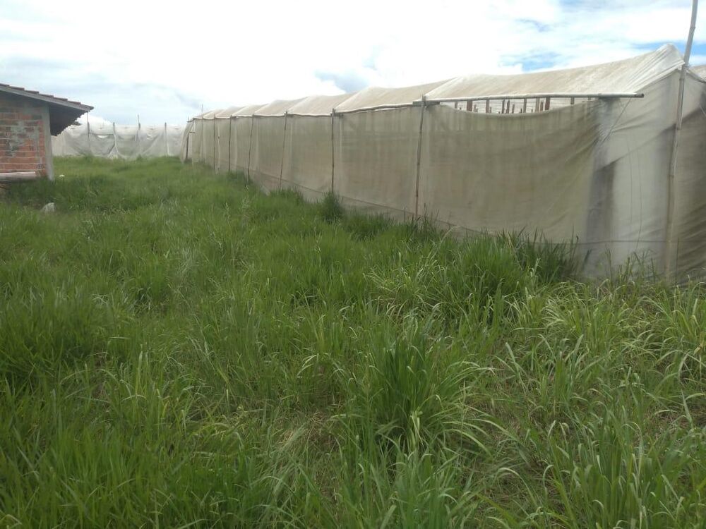 Sítio, 1 hectares - Foto 12