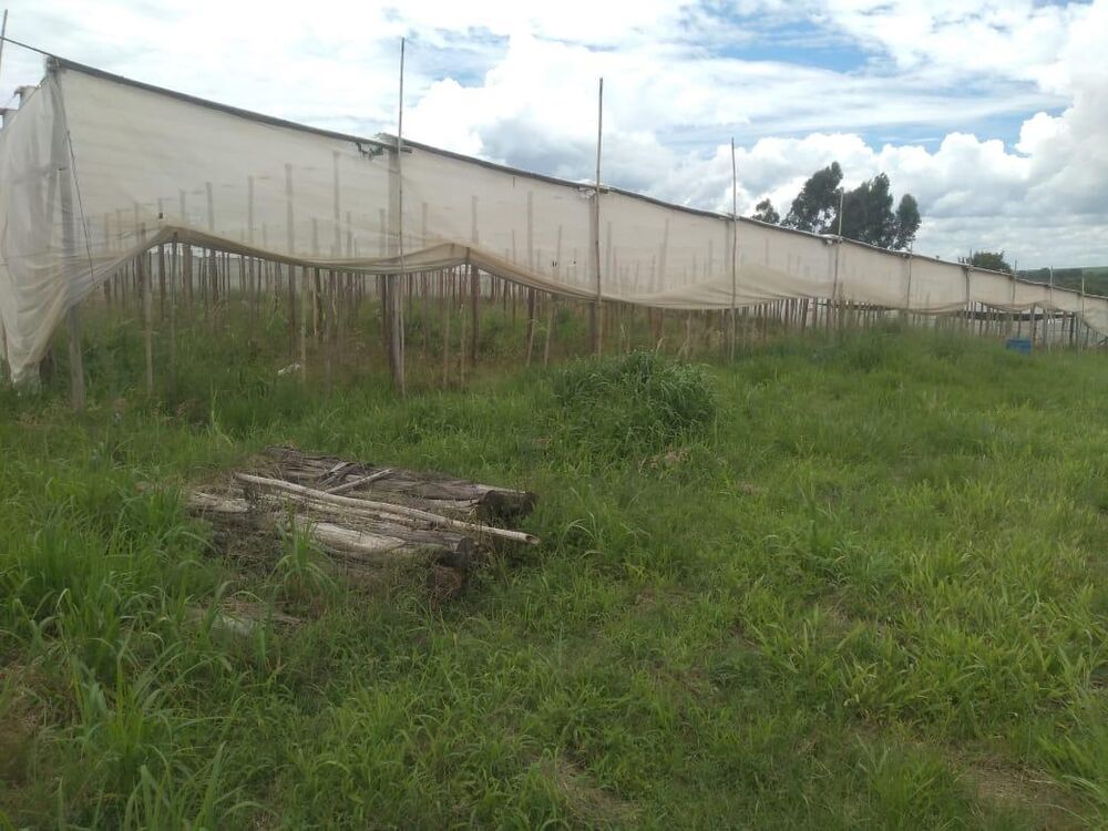 Sítio, 1 hectares - Foto 6