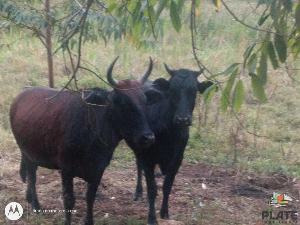 Chácara, 1 hectares - Foto 11