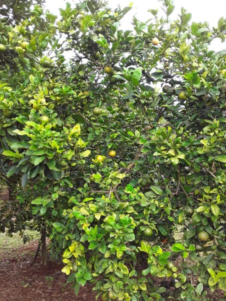 Terreno, 2 hectares - Foto 4