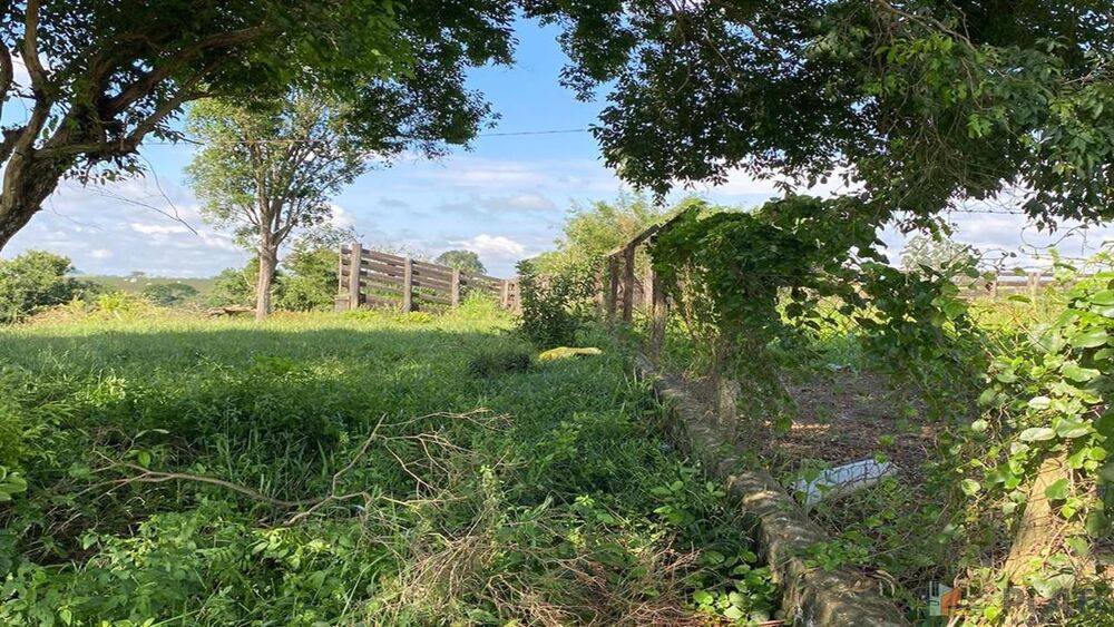 Sítio, 27 hectares - Foto 8