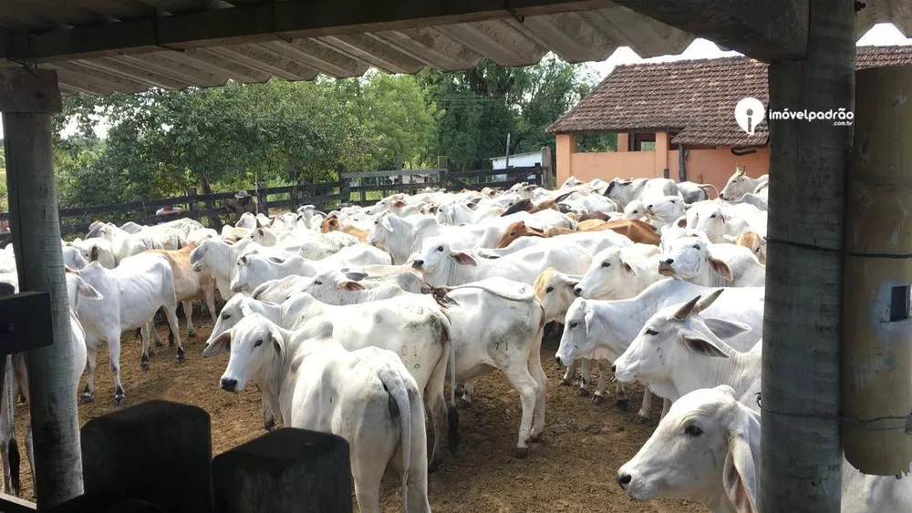 Fazenda, 252 hectares - Foto 28