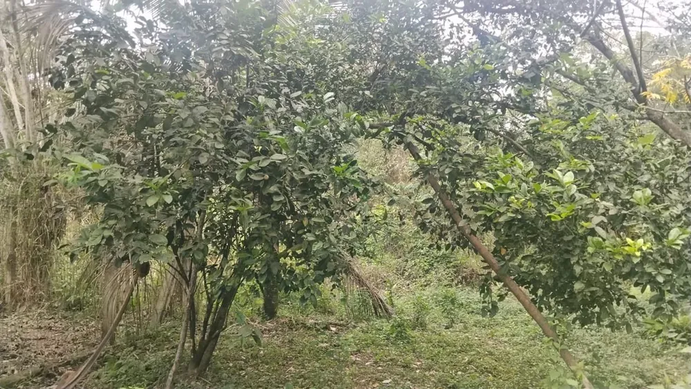 Terreno, 10000 m² - Foto 10