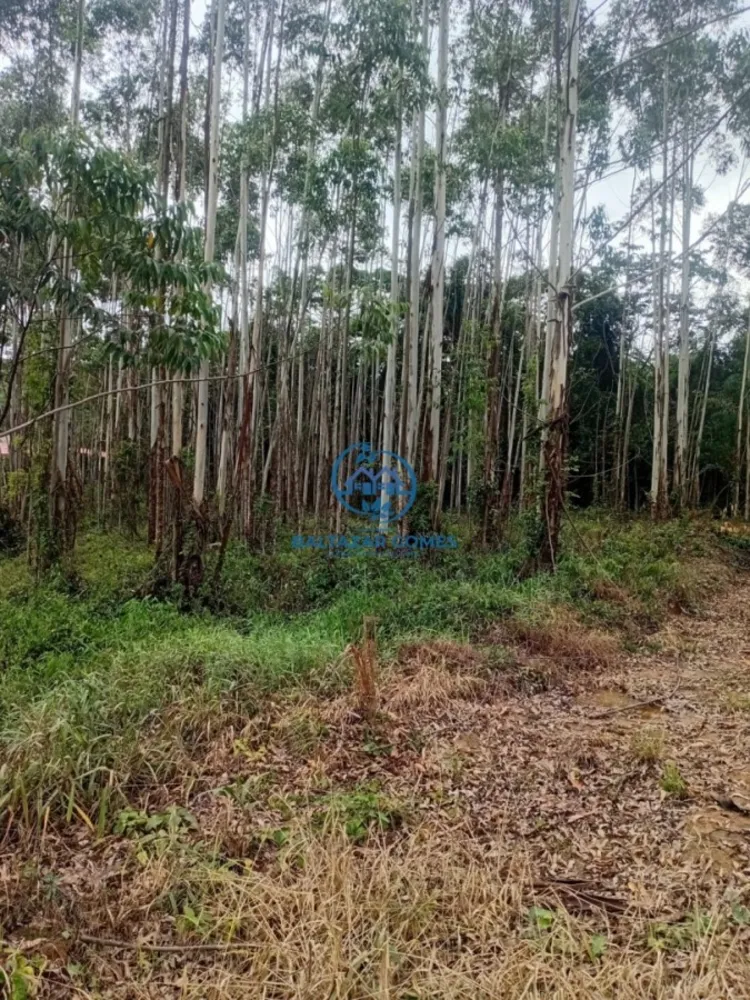 Terreno, 2 hectares - Foto 4