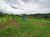 Chácara, 3 quartos, 2 hectares - Foto 4