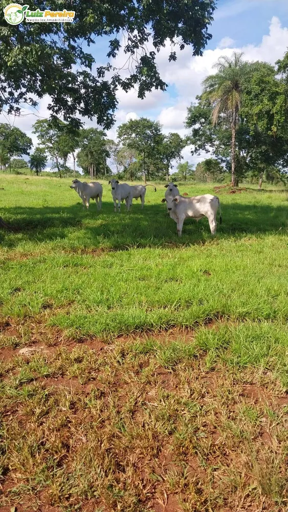Terreno, 6870 hectares - Foto 1