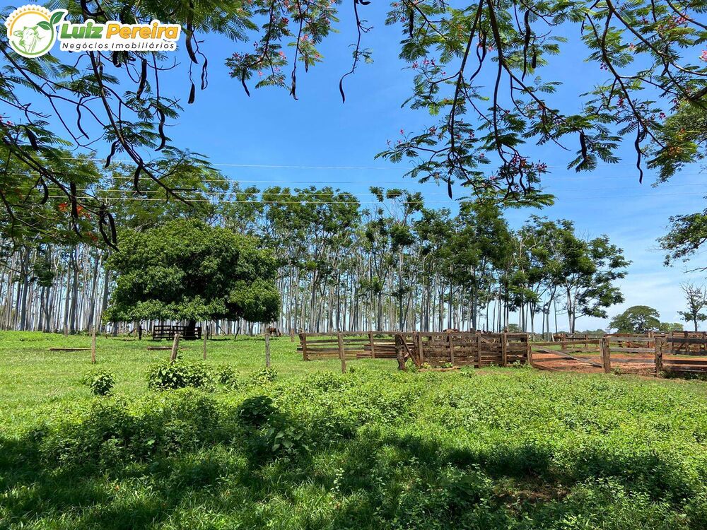 Terreno, 451 hectares - Foto 4