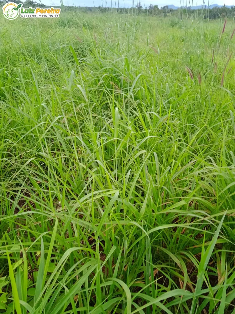 Terreno, 532 hectares - Foto 4