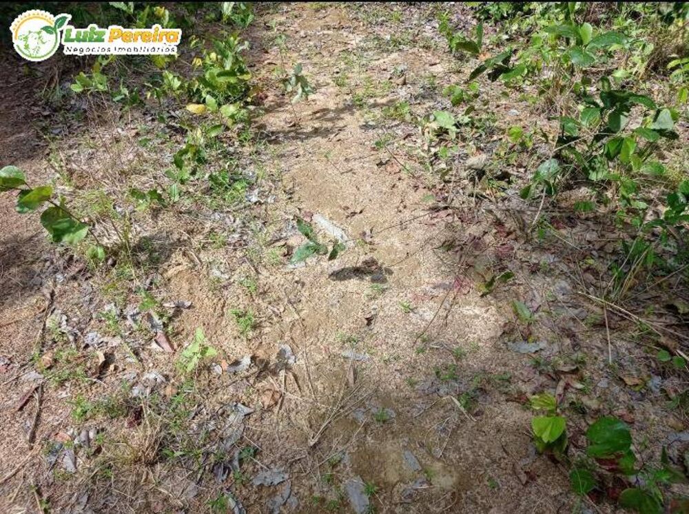 Terreno, 363 hectares - Foto 2