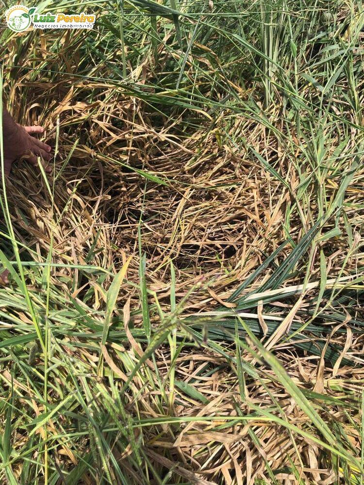 Terreno, 410 hectares - Foto 4