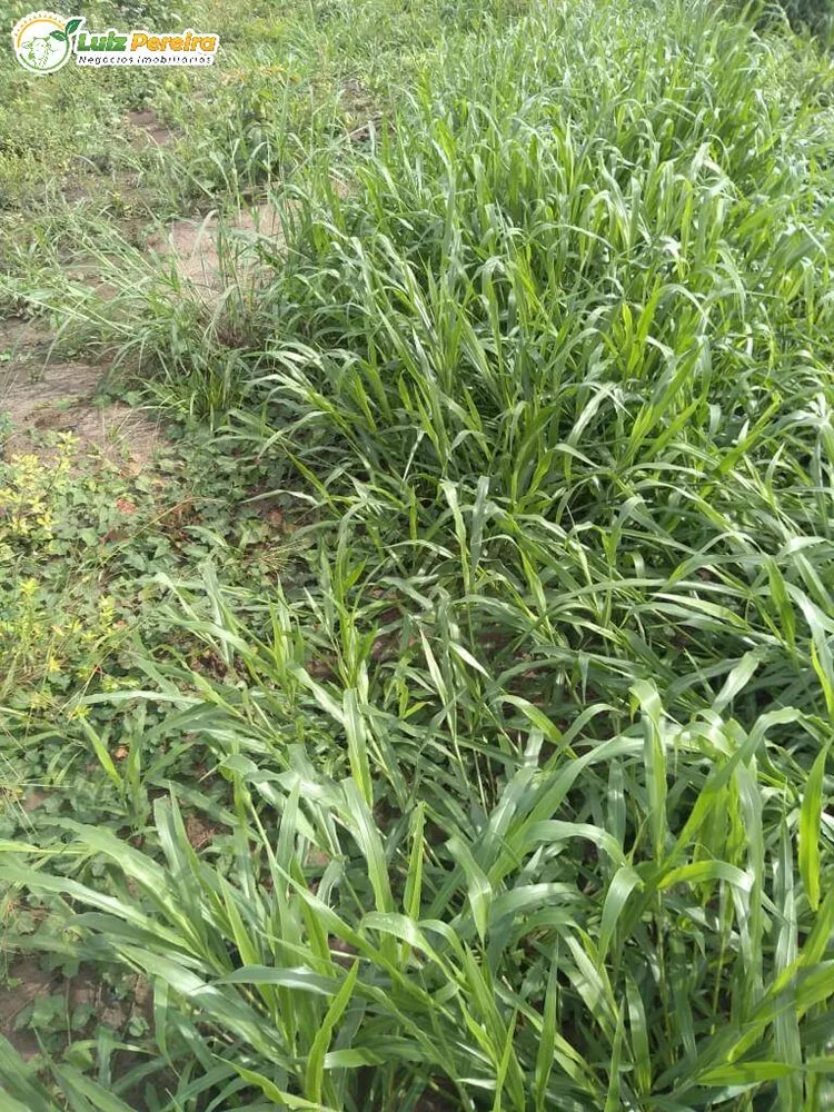 Terreno, 410 hectares - Foto 14