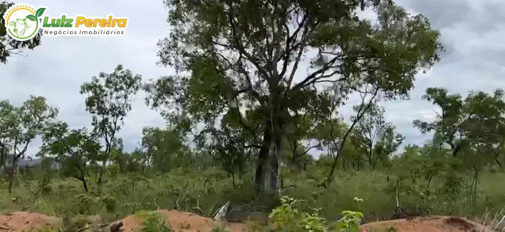 Terreno, 380 hectares - Foto 11