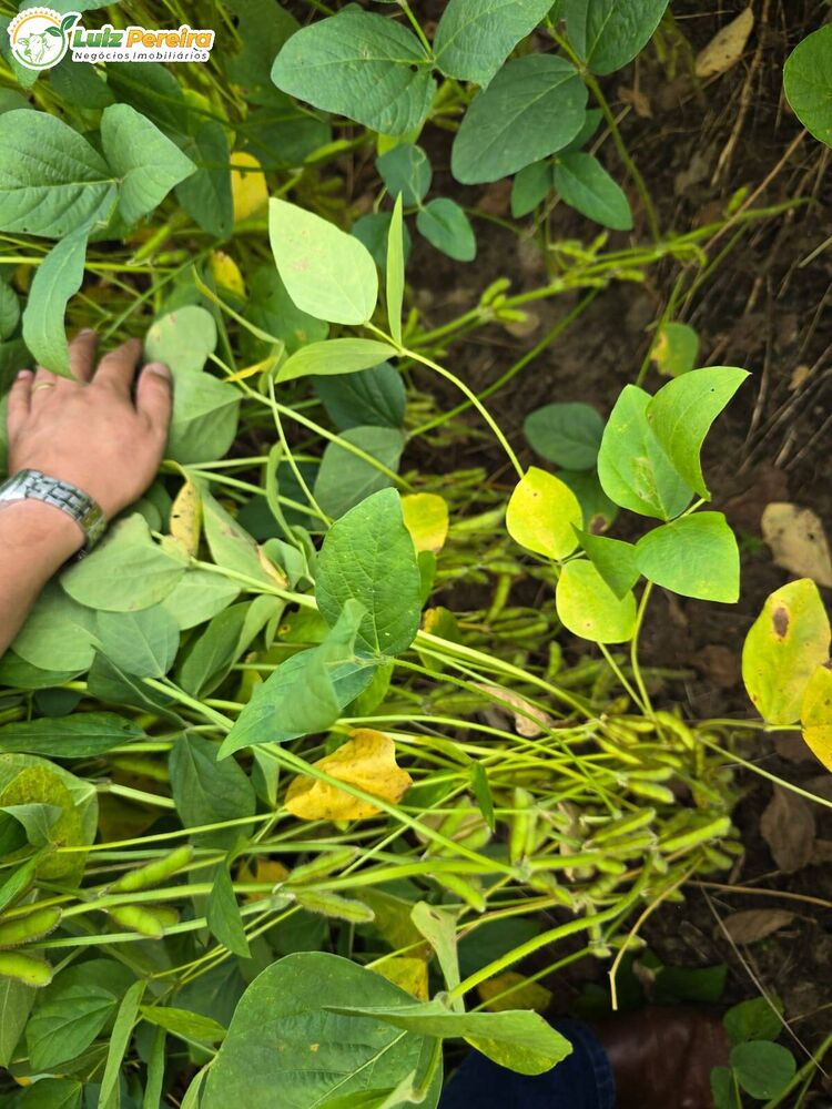 Terreno, 700 m² - Foto 3