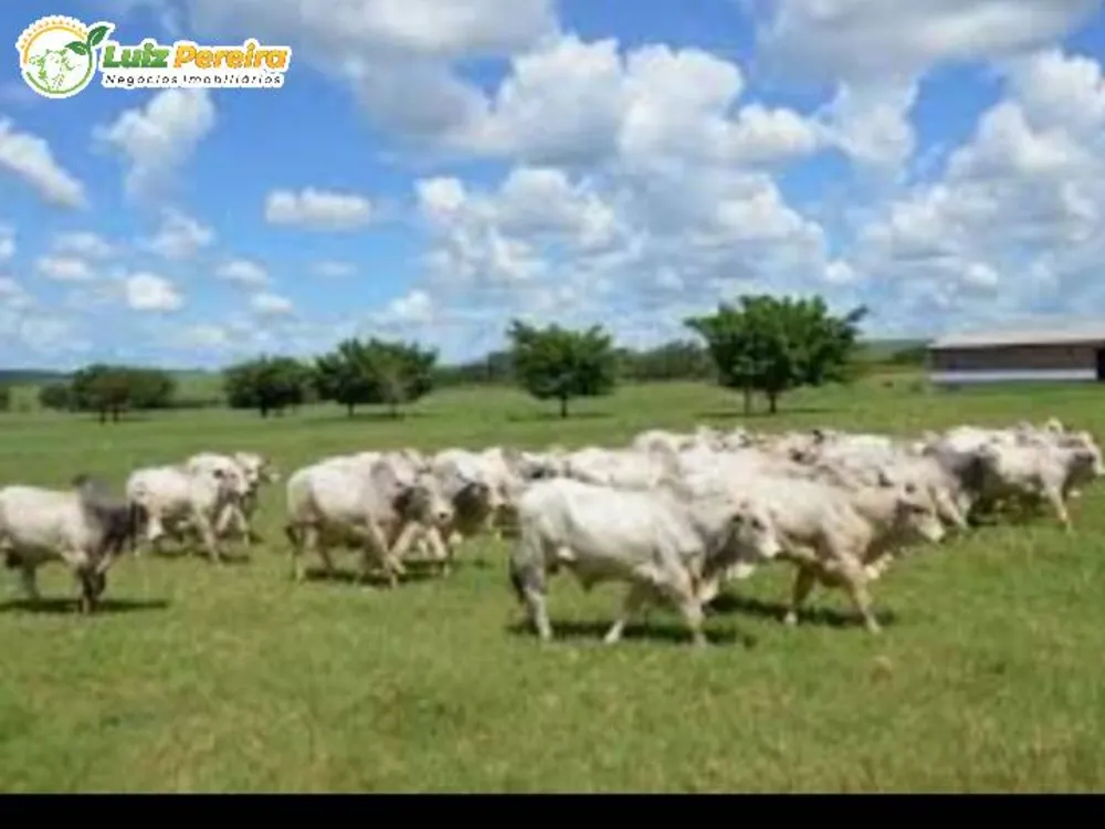 Terreno, 4250 hectares - Foto 4