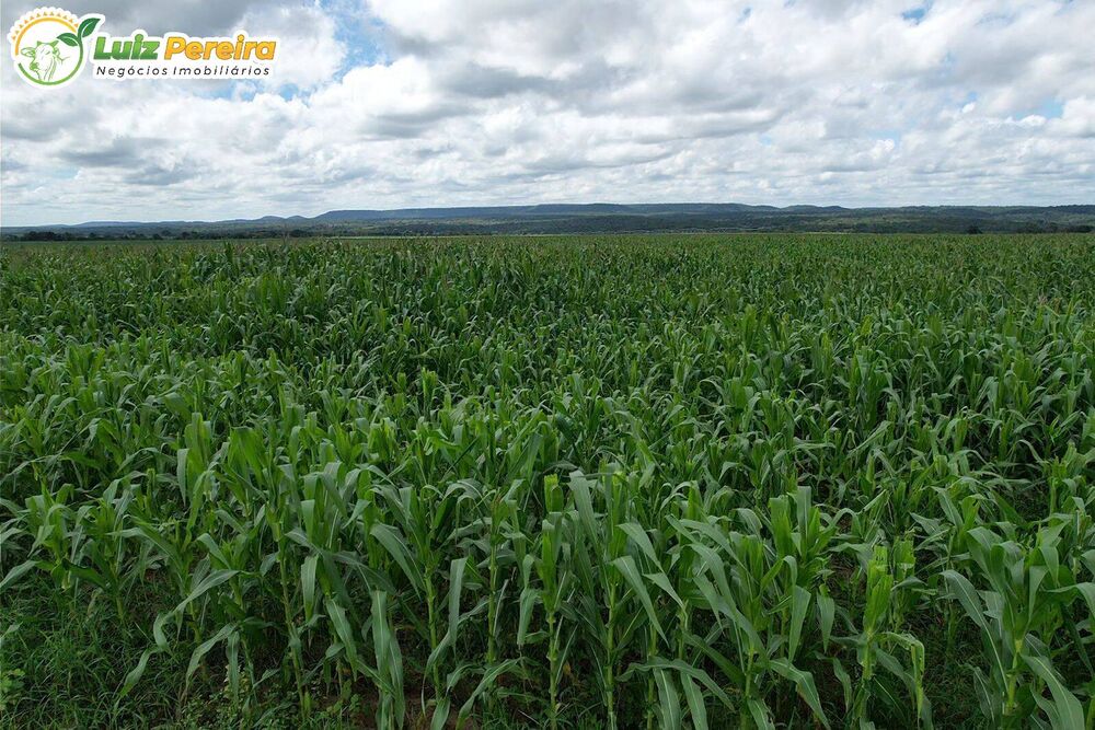 Terreno, 11000 hectares - Foto 1