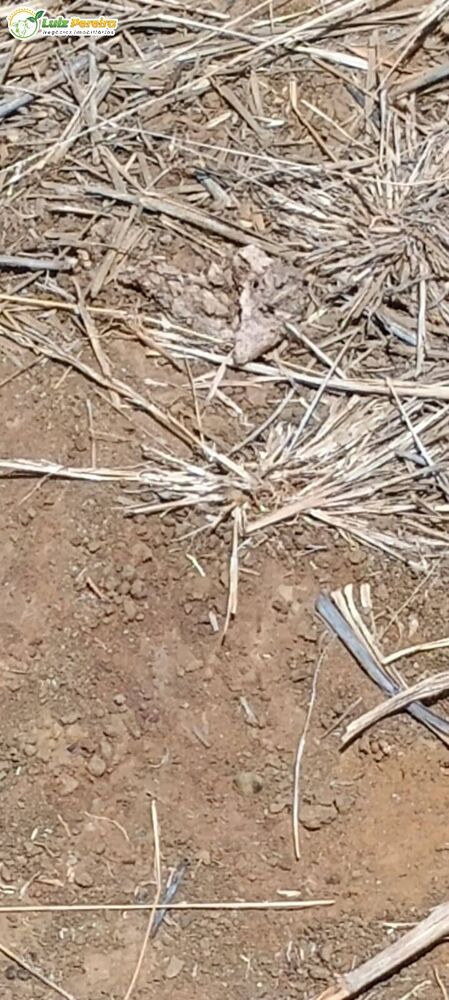 Terreno, 2274 m² - Foto 2