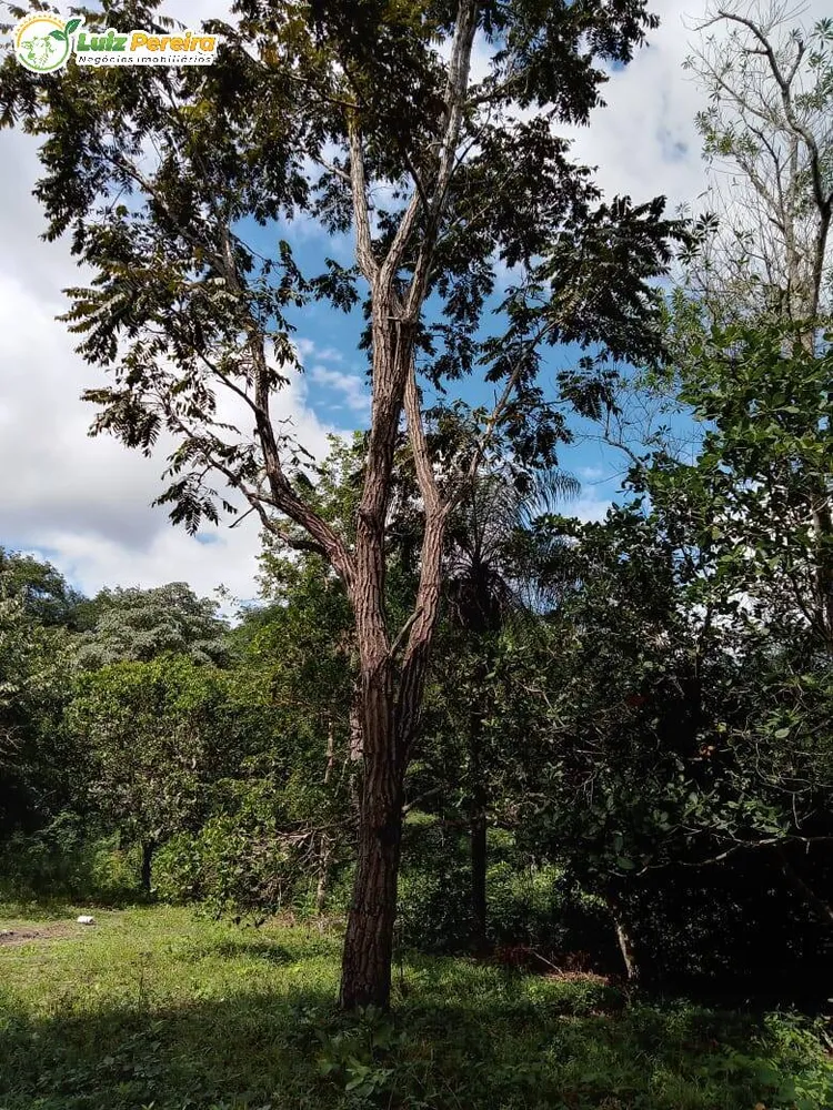 Terreno, 446 hectares - Foto 11