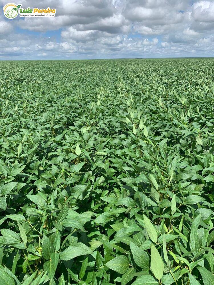 Terreno, 2618 m² - Foto 5