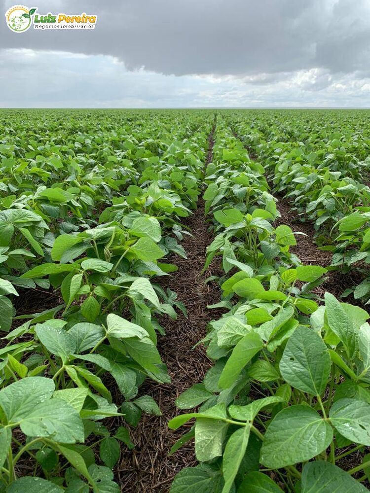 Terreno, 2618 m² - Foto 4