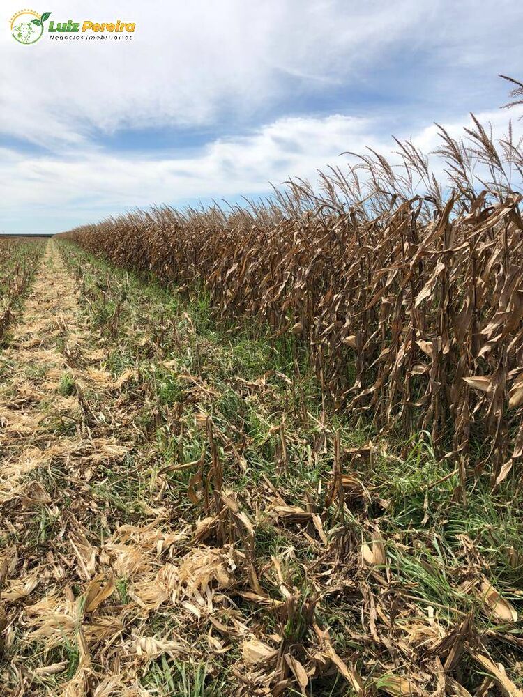 Terreno, 2618 m² - Foto 6