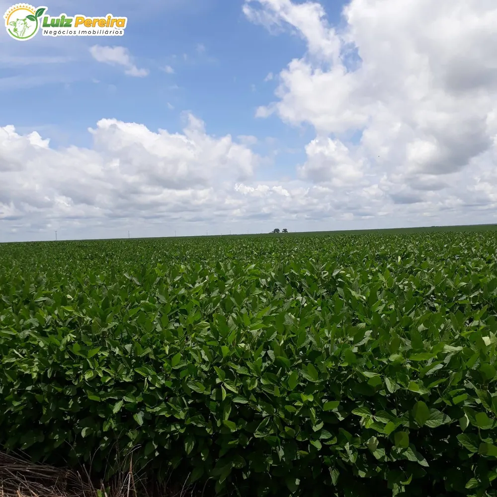 Terreno, 910 hectares - Foto 3