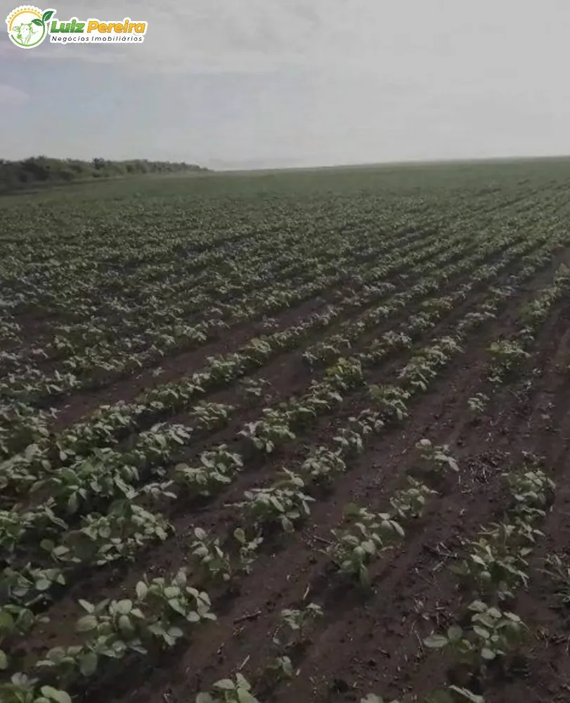 Terreno, 910 hectares - Foto 4