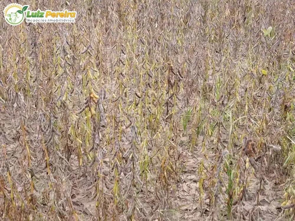 Terreno, 803 hectares - Foto 14