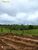 Terreno, 968 hectares - Foto 4