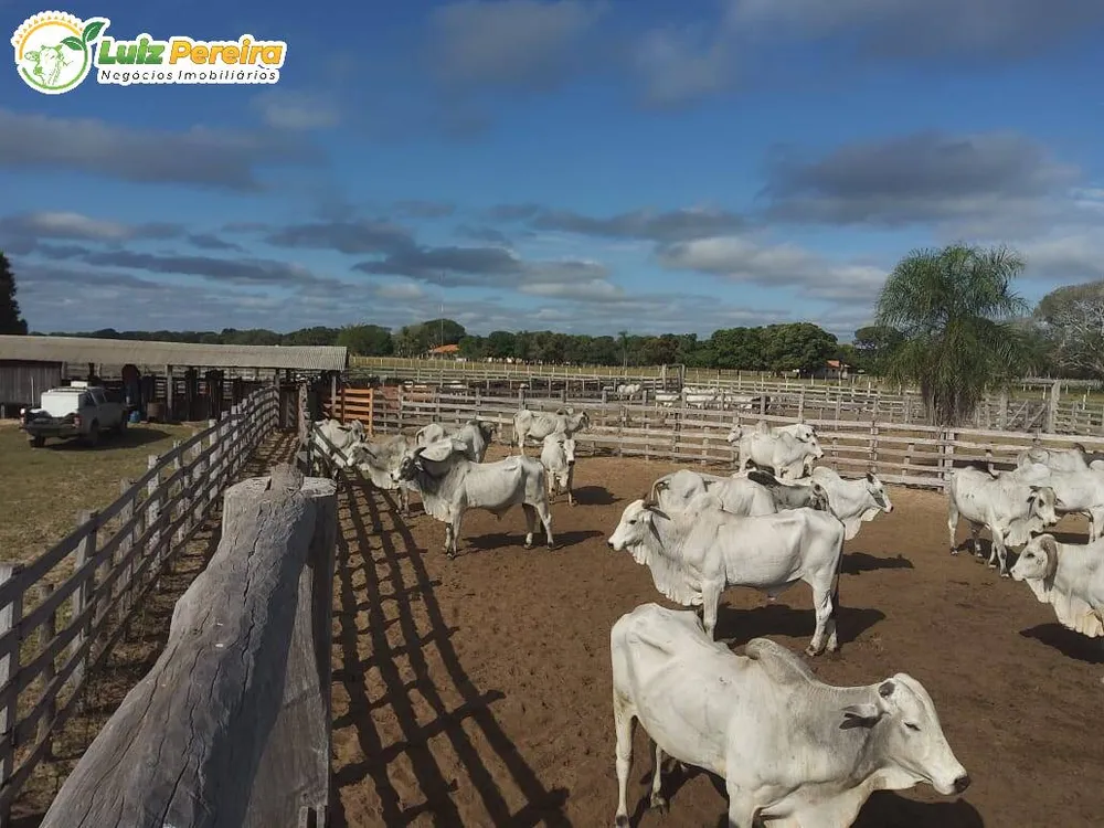 Terreno, 4900 hectares - Foto 1