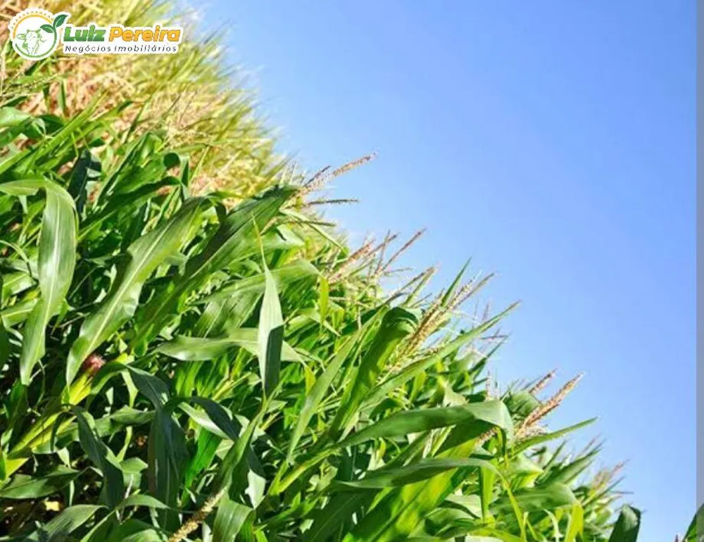 Terreno, 2244 m² - Foto 6
