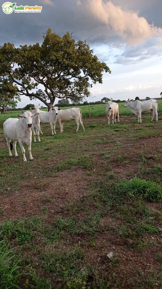 Terreno, 164 m² - Foto 1