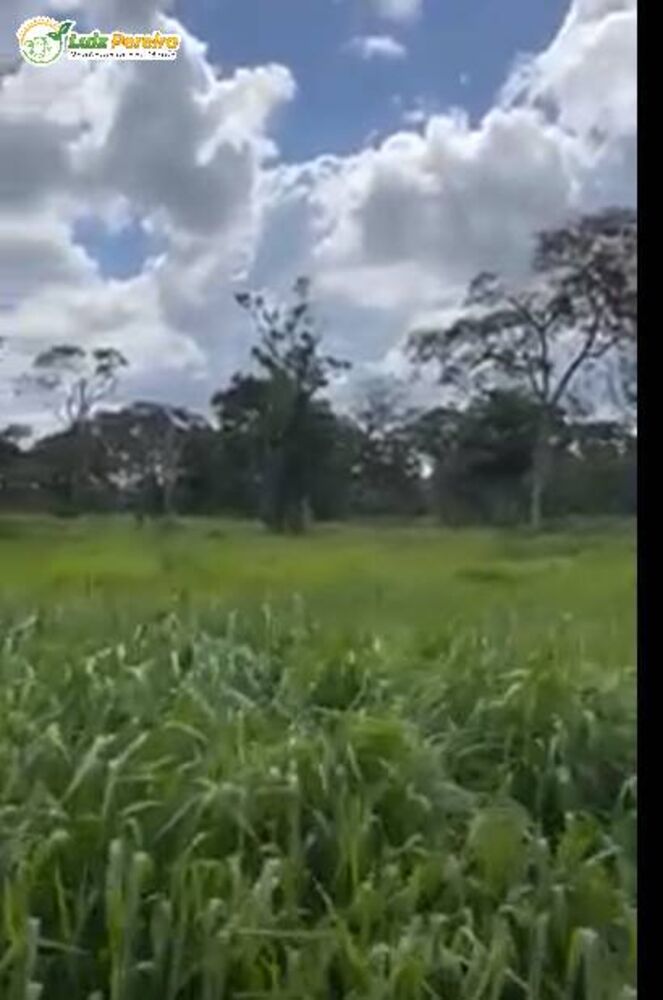 Terreno, 1689 hectares - Foto 4