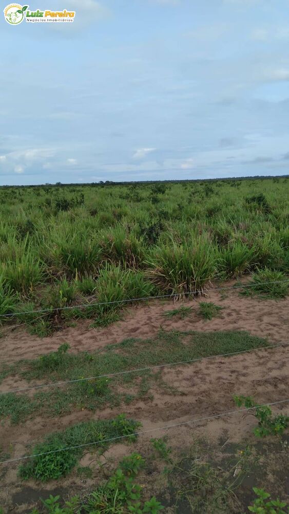 Terreno, 1210 hectares - Foto 9