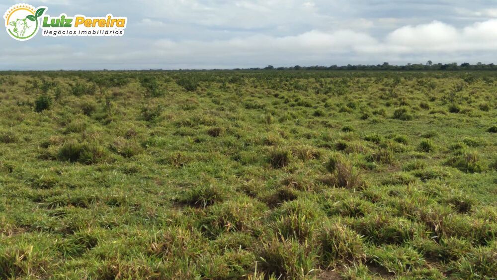 Terreno, 1210 hectares - Foto 7