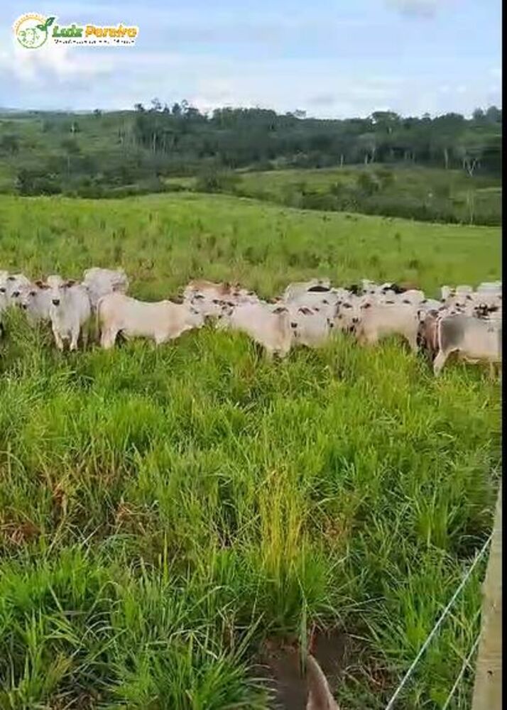 Terreno, 210 m² - Foto 1