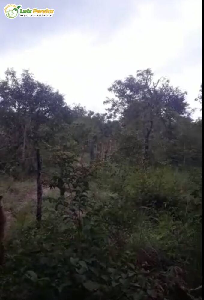 Terreno, 400 hectares - Foto 3