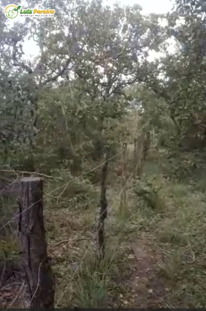 Terreno, 400 hectares - Foto 4