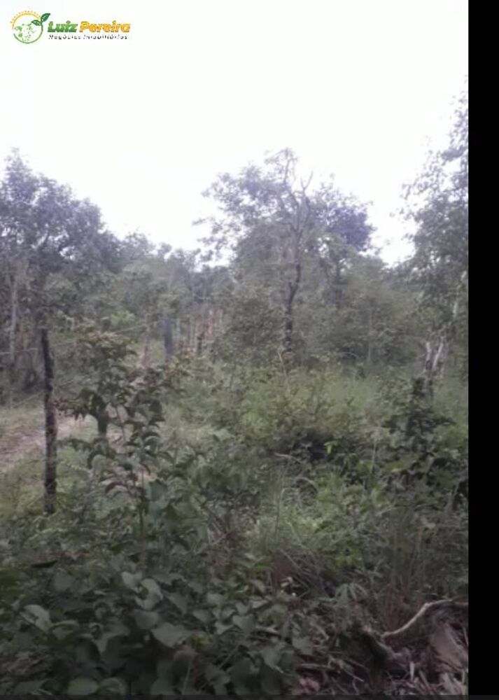 Terreno, 400 hectares - Foto 2