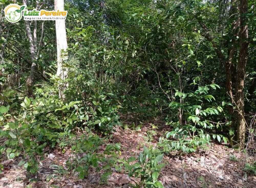 Terreno, 523 hectares - Foto 2