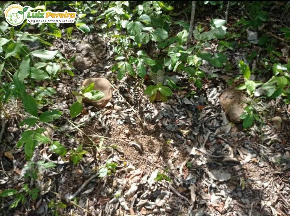 Terreno, 523 hectares - Foto 4