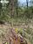 Terreno, 1382 hectares - Foto 2