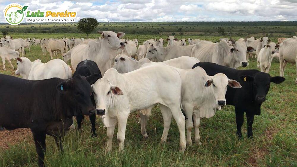 Terreno, 2400 m² - Foto 2