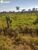 Terreno, 608 hectares - Foto 4