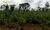 Terreno, 340 hectares - Foto 1