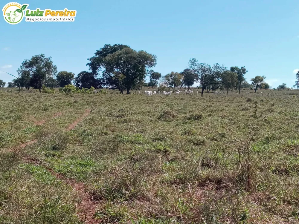 Terreno, 228 hectares - Foto 3
