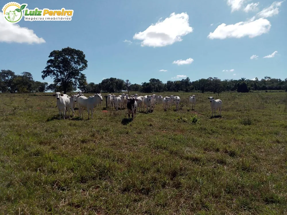 Terreno, 228 hectares - Foto 4
