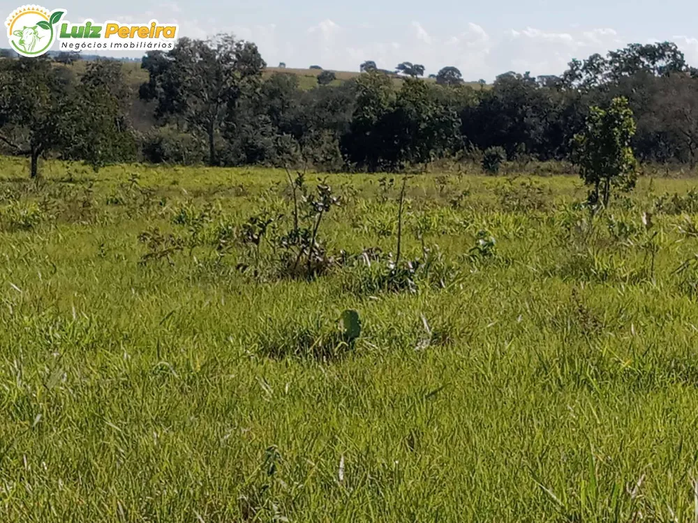 Terreno, 228 hectares - Foto 4