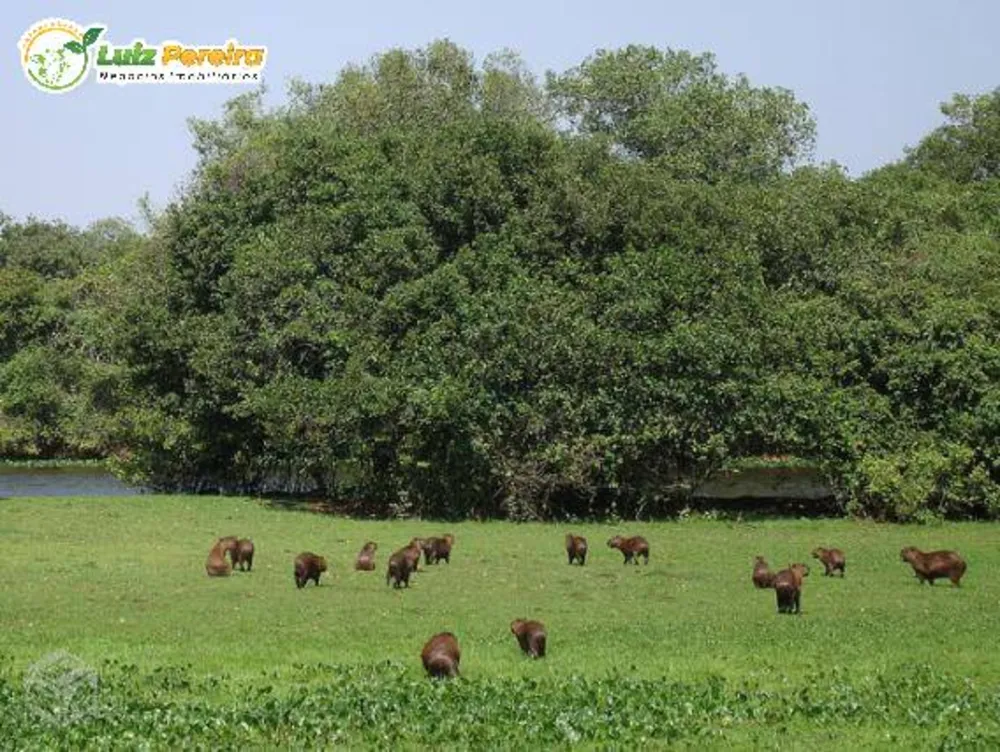 Terreno, 9 hectares - Foto 6